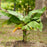 Dwarf Green Banana Tree