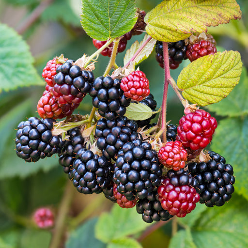 Triple Crown Blackberry Plant