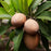 Butterscotch Sapodilla Tree