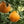 Shiranui Mandarin Tree-Backyard Citrus Trees