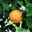 Duncan Grapefruit Tree