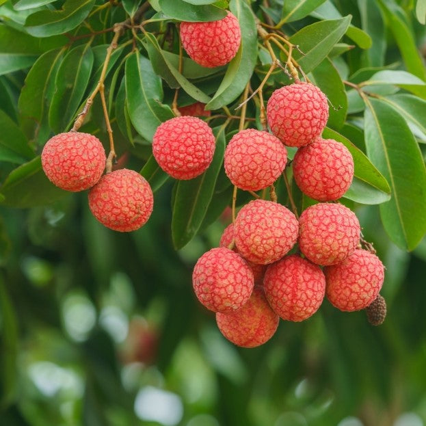 Sweetheart Lychee Tree