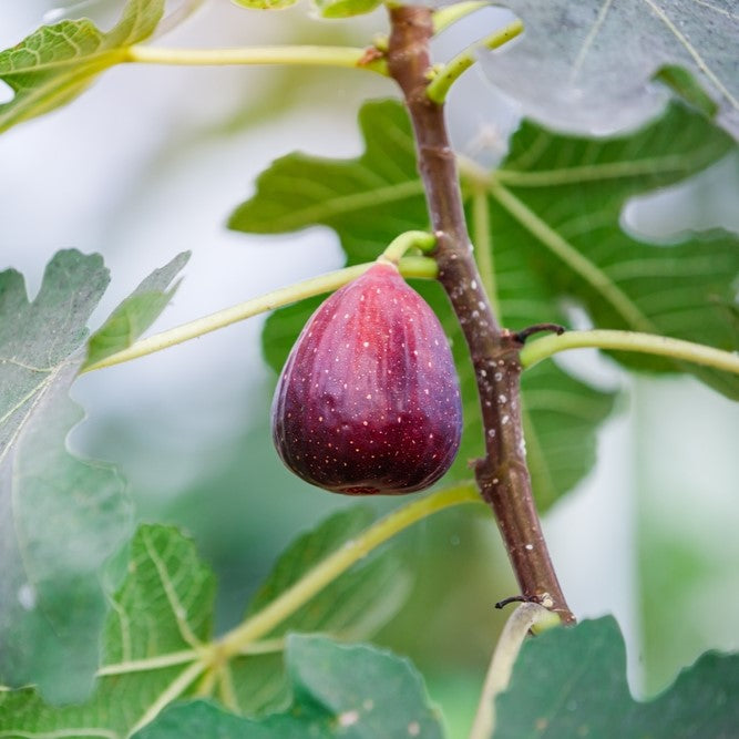 Fig Tree