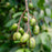 Dwarf June Plum Tree