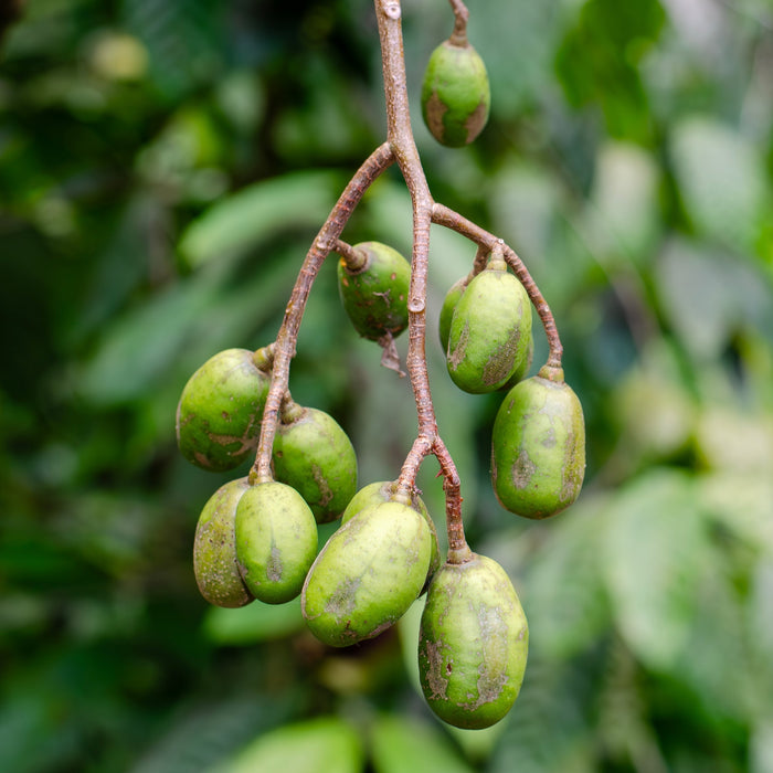 Dwarf June Plum Tree