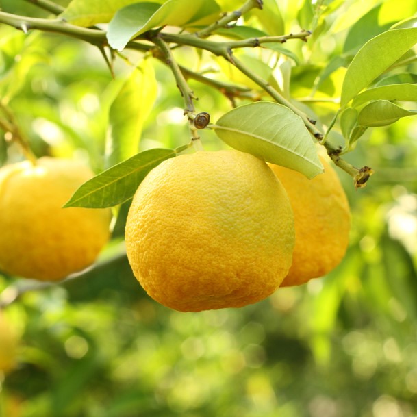 CITRUS英語版 $_57.PNG?set_id=880000500F