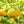 Yuzu Citrus Tree-Backyard Citrus Trees