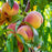 Tropic Prince Peach Tree