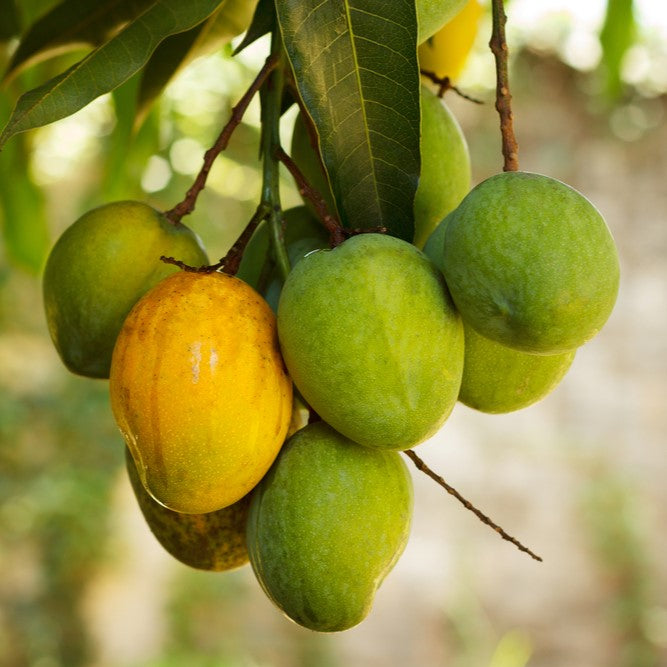 Coconut Cream Mango Tree