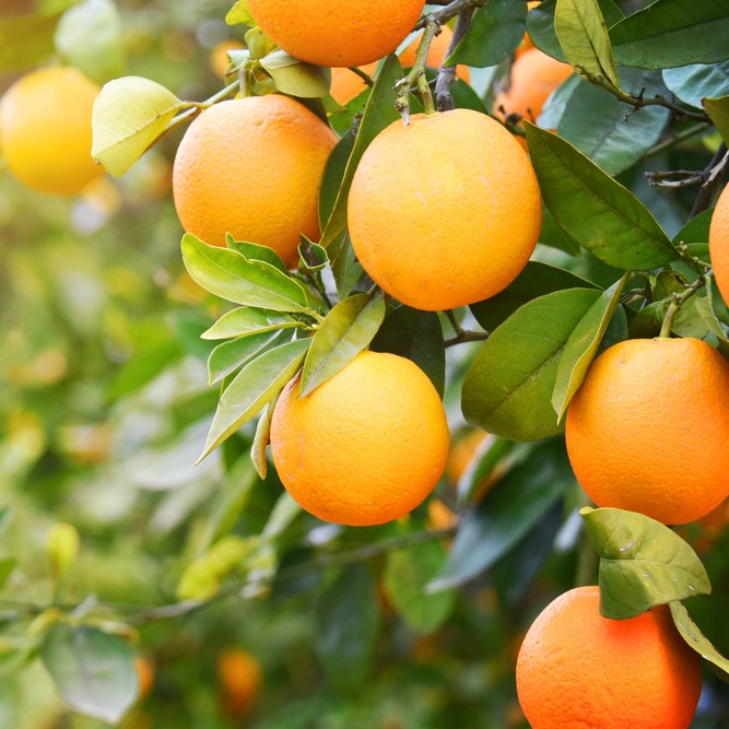 Valencia Orange Tree