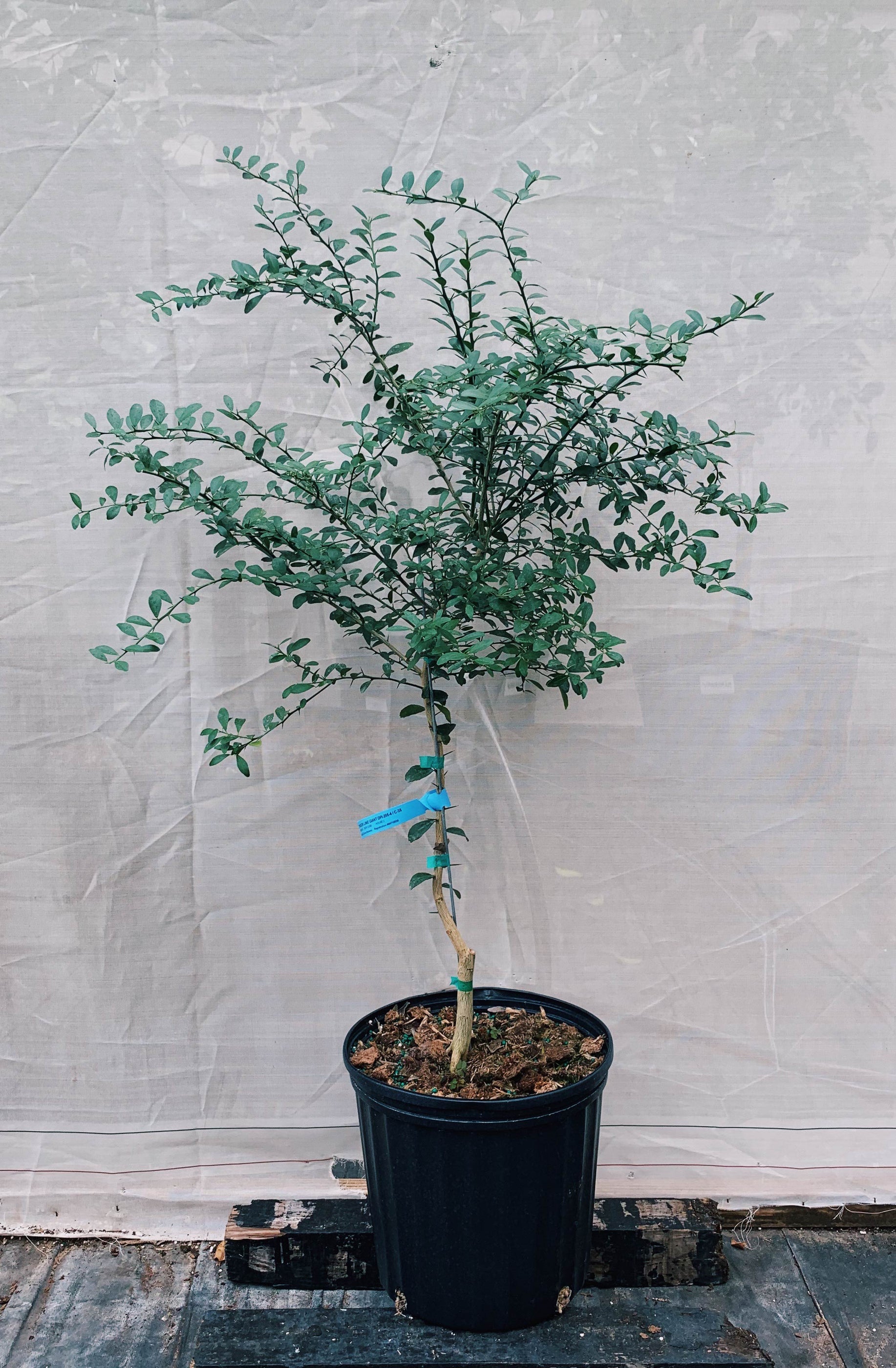 Finger Lime Trees For Sale McGill Citrus Nursery