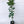 Moro Blood Orange Tree 1 Gallon