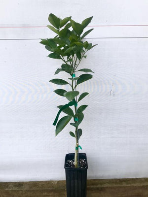 Moro Blood Orange Tree 1 Gallon