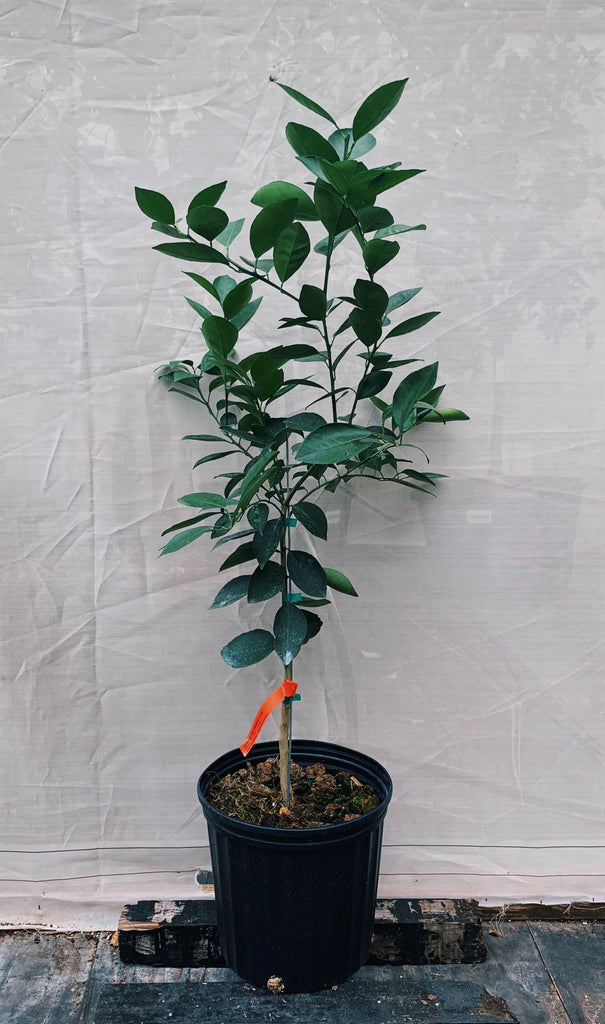 Blood Orange Trees For Sale McGill Citrus Nursery