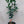 Moro Blood Orange Tree 3 Gallon