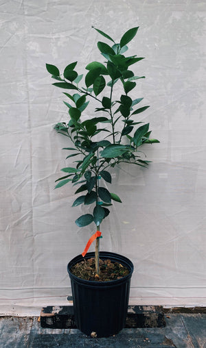 Moro Blood Orange Tree 3 Gallon