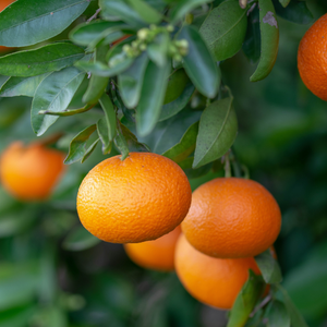 Clementine Tangerine Tree