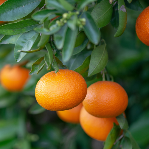 Clementine Tangerine Tree