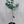 Eureka Lemon Tree 3 Gallon