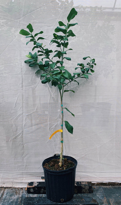 Eureka Lemon Tree 3 Gallon