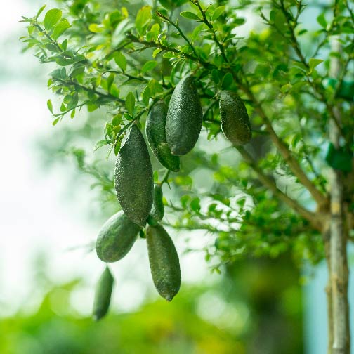 Australian Finger Lime Tree