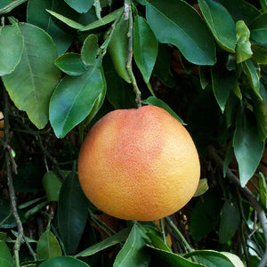 Flame Grapefruit Tree
