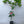 Flame Grapefruit Tree 1 Gallon