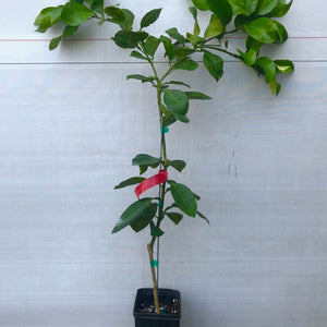 Flame Grapefruit Tree 1 Gallon