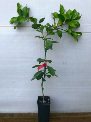 Flame Grapefruit Tree 1 Gallon