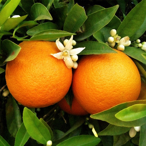 Discover the Best Oranges for Juicing: A Comprehensive Guide 9