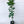 Hamlin Orange Tree 1 Gallon