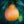 Honeybell Minneola Tangelo Tree