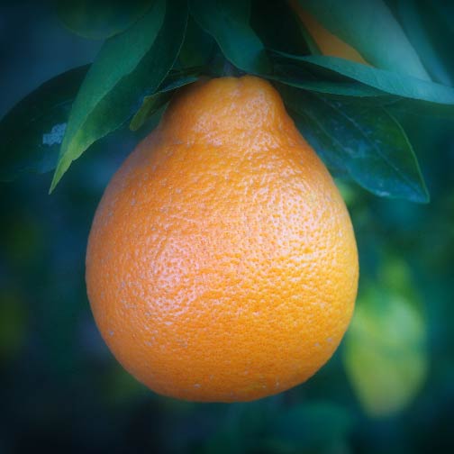 Florida Tangerine Trees For Sale | Backyard Citrus Trees