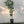 Honeybell Trees