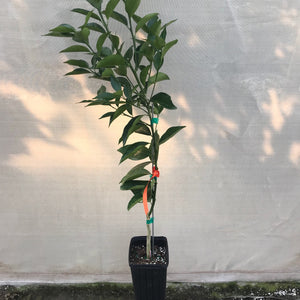 Honeybell Trees