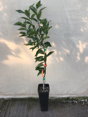 Honeybell Trees