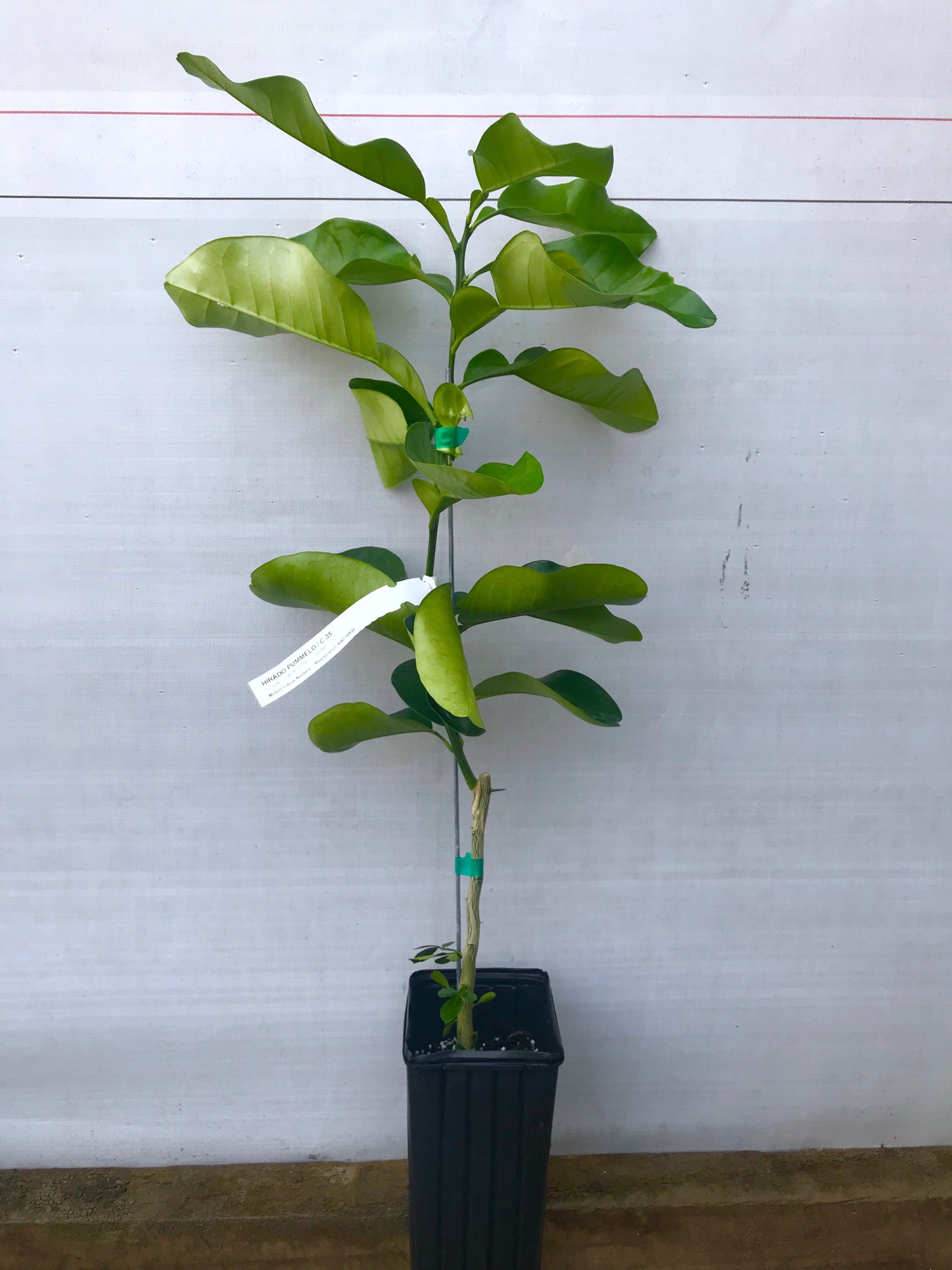 Pomelo Trees For Sale McGill Citrus Nursery