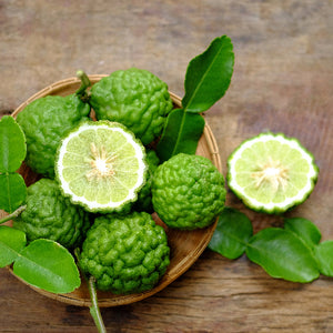 Kaffir Lime Tree-Backyard Citrus Trees