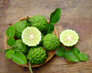 Kaffir Lime Tree-Backyard Citrus Trees