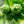 Kaffir Lime Tree-Backyard Citrus Trees
