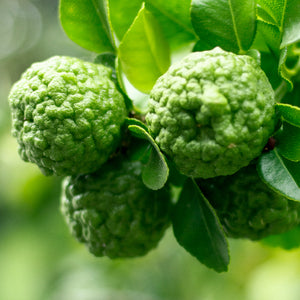 Kaffir Lime Tree-Backyard Citrus Trees