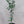 Key Lime Tree 3 Gallon
