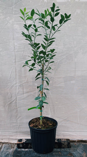 Key Lime Tree 3 Gallon