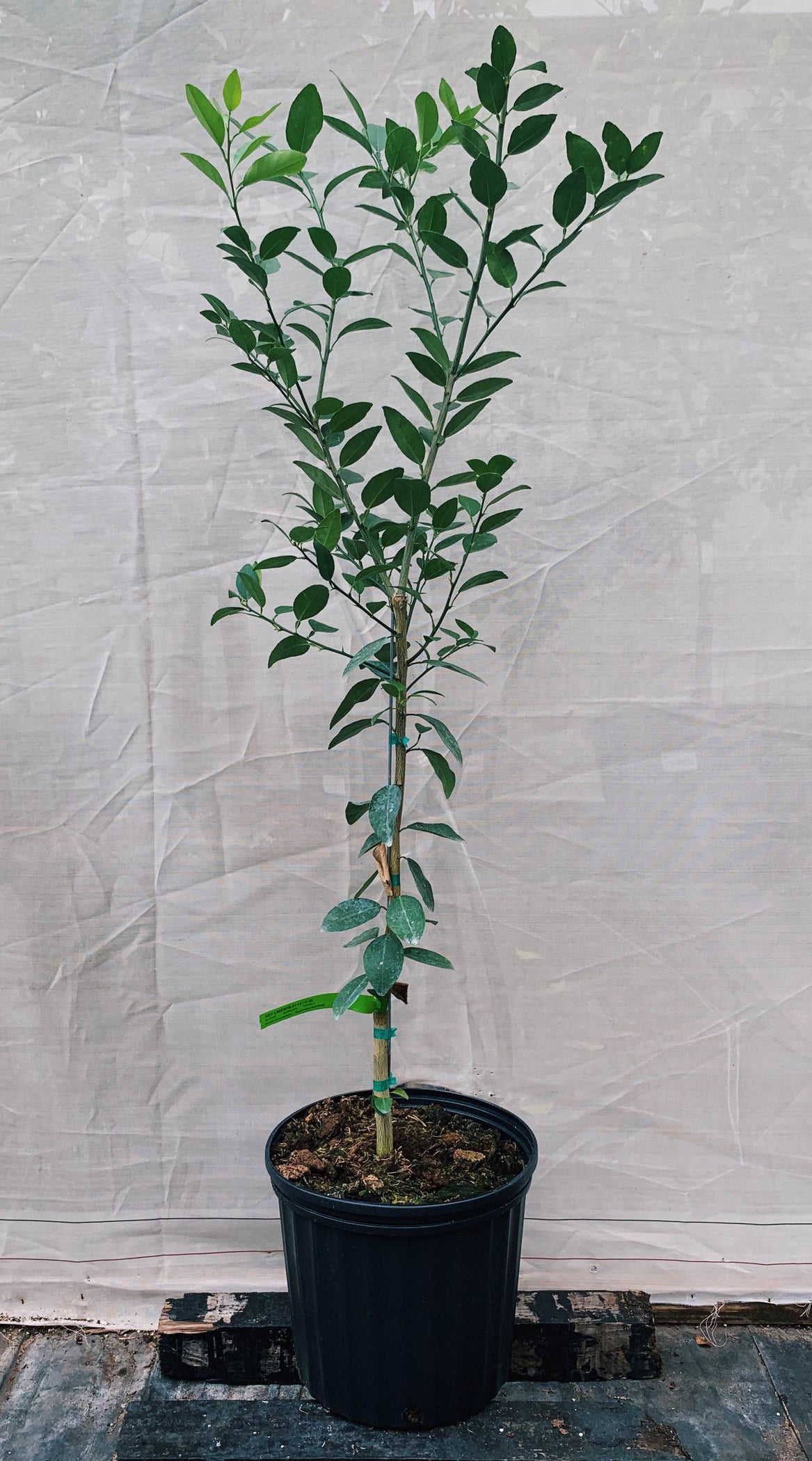 Key Lime Trees For Sale McGill Citrus Nursery