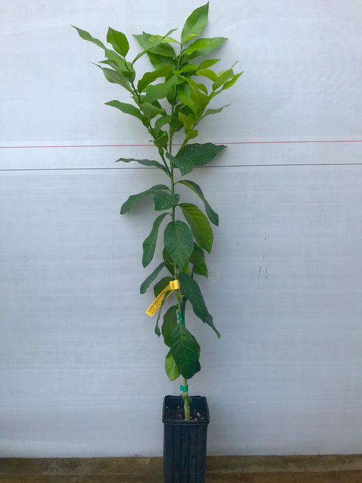 Meyer Lemon Tree