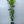 Eureka Lemon Tree