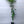 Key Lime Tree - 1 Gallon