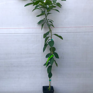 Persian Lime Tree