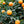 Meiwa Kumquat Tree