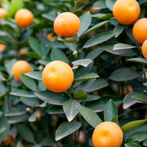 Meiwa Kumquat Tree